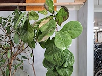 5x plant in pot - afbeelding 8 van  11
