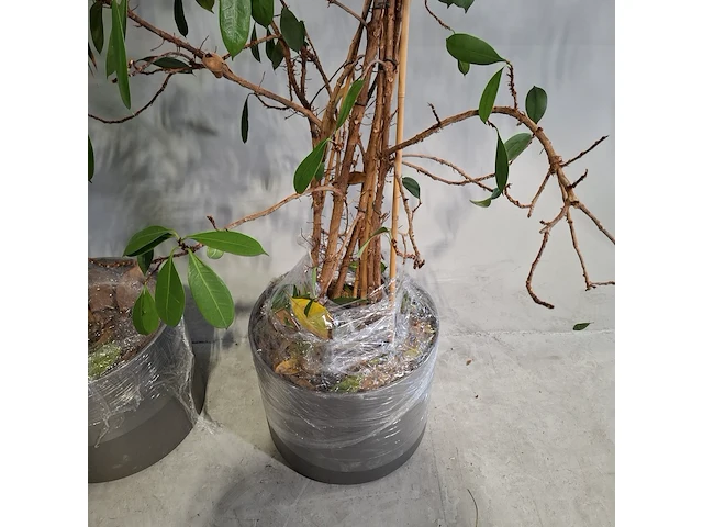 5x plant in pot - afbeelding 9 van  11