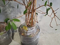 5x plant in pot - afbeelding 9 van  11