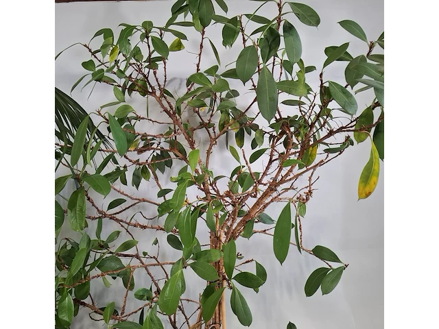 5x plant in pot - afbeelding 10 van  11