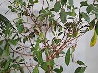 5x plant in pot - afbeelding 10 van  11