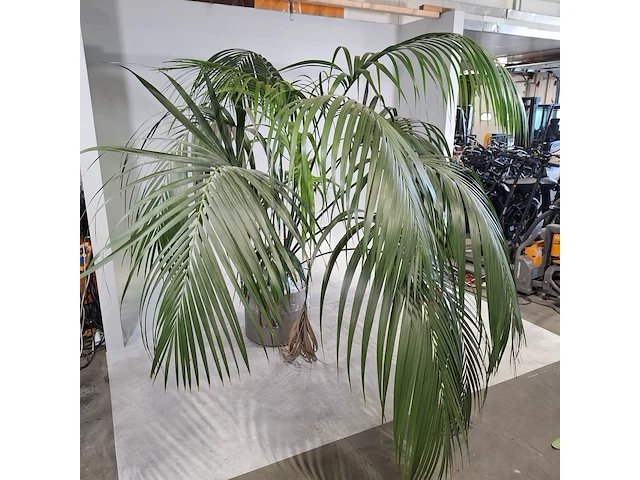 5x plant in pot - afbeelding 11 van  11