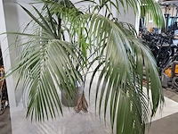 5x plant in pot - afbeelding 11 van  11
