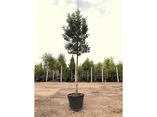 5x portugese laurier prunus 'angustifolia', leigeschikt, wintergroen, ca. 3-4 m hoog - afbeelding 1 van  5