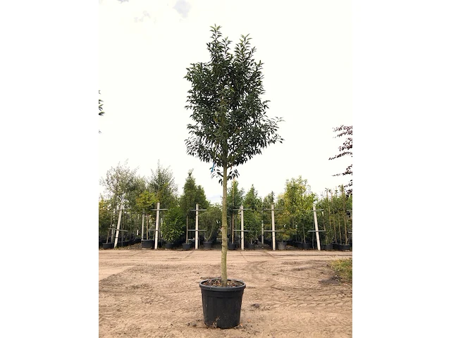 5x portugese laurier prunus 'angustifolia', leigeschikt, wintergroen, ca. 3-4 m hoog - afbeelding 2 van  5