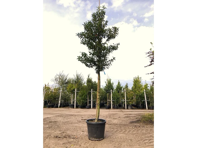 5x portugese laurier prunus 'angustifolia', leigeschikt, wintergroen, ca. 3-4 m hoog - afbeelding 3 van  5