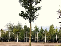5x portugese laurier prunus 'angustifolia', leigeschikt, wintergroen, ca. 3-4 m hoog - afbeelding 3 van  5