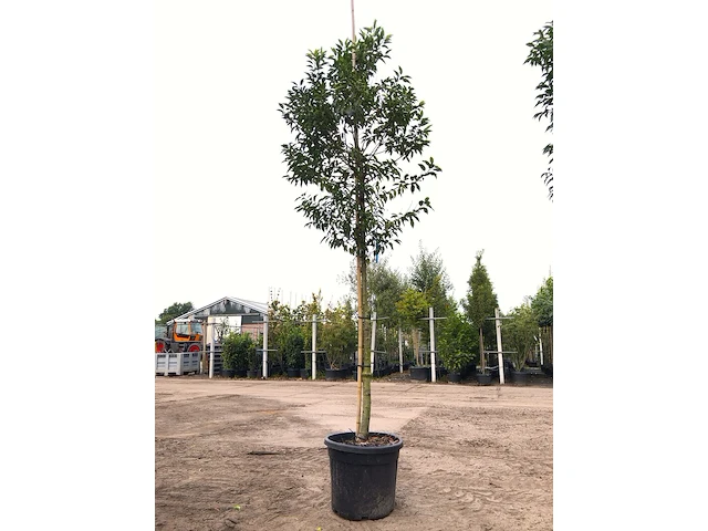 5x portugese laurier prunus 'angustifolia', leigeschikt, wintergroen, ca. 3-4 m hoog - afbeelding 4 van  5