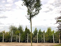 5x portugese laurier prunus 'angustifolia', leigeschikt, wintergroen, ca. 3-4 m hoog - afbeelding 5 van  5