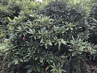 5x rododendron rhododendron 'roseum elegans', sierheester, roze bloei, ca. 150 cm - afbeelding 3 van  6