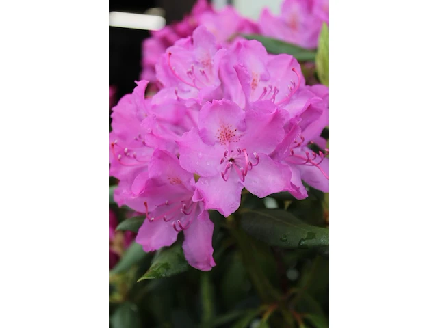 5x rododendron rhododendron 'roseum elegans', sierheester, roze bloei, ca. 150 cm - afbeelding 6 van  6