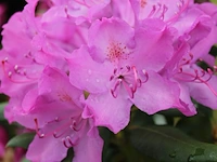 5x rododendron rhododendron 'roseum elegans', sierheester, roze bloei, ca. 150 cm - afbeelding 6 van  6