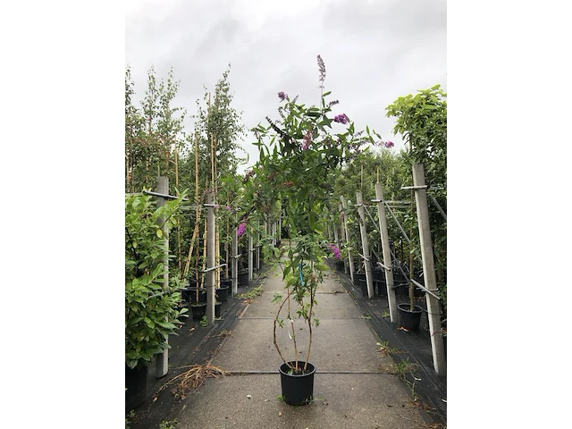 5x vlinderstruik buddleja d. 'border beauty', sierheester, roze/paarse bloei, ca. 175 cm hoog - afbeelding 1 van  5