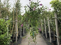 5x vlinderstruik buddleja d. 'border beauty', sierheester, roze/paarse bloei, ca. 175 cm hoog - afbeelding 1 van  5