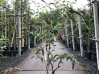 5x vlinderstruik buddleja d. 'border beauty', sierheester, roze/paarse bloei, ca. 175 cm hoog - afbeelding 2 van  5
