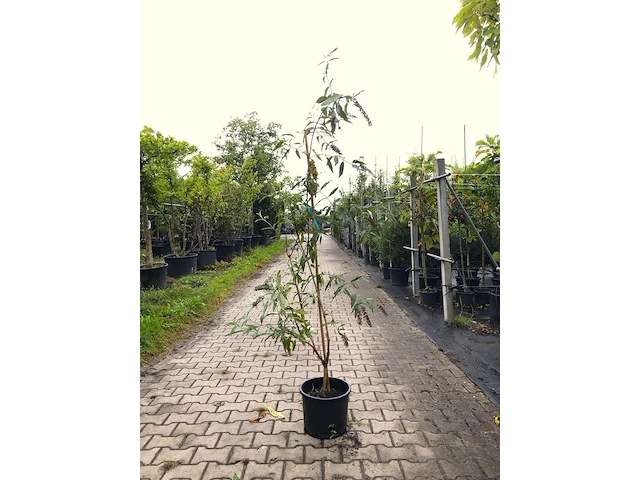 5x vlinderstruik buddleja d. 'border beauty', sierheester, roze/paarse bloei, ca. 175 cm hoog - afbeelding 3 van  5