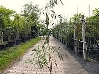 5x vlinderstruik buddleja d. 'border beauty', sierheester, roze/paarse bloei, ca. 175 cm hoog - afbeelding 3 van  5