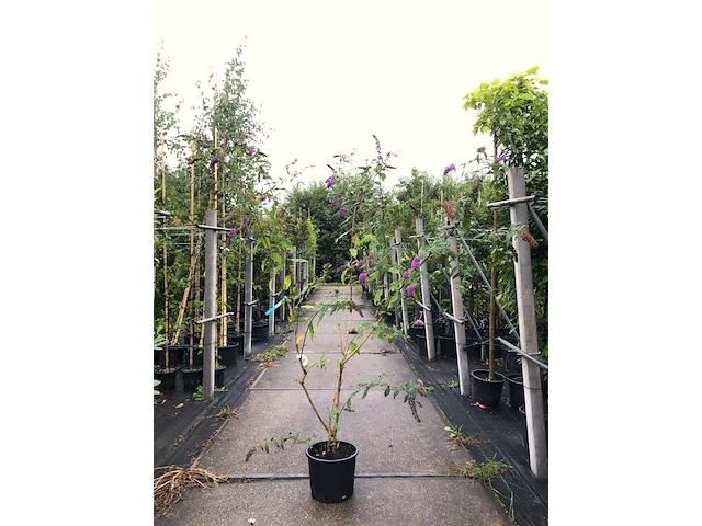 5x vlinderstruik buddleja d. 'border beauty', sierheester, roze/paarse bloei, ca. 175 cm hoog - afbeelding 4 van  5