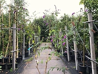 5x vlinderstruik buddleja d. 'border beauty', sierheester, roze/paarse bloei, ca. 175 cm hoog - afbeelding 4 van  5