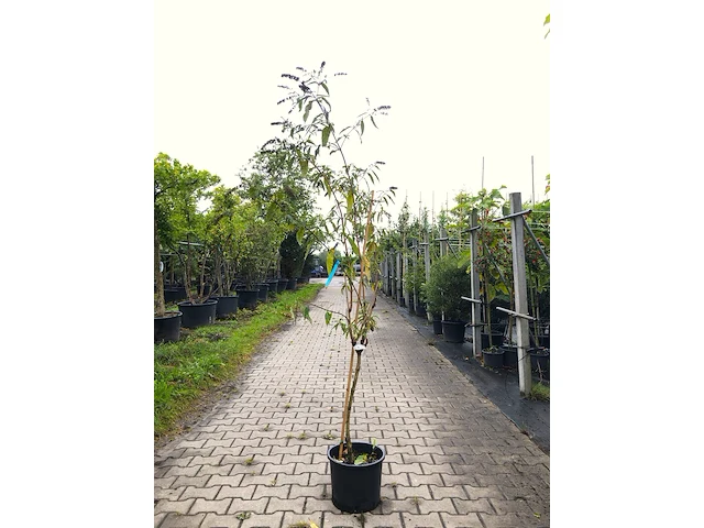 5x vlinderstruik buddleja d. 'border beauty', sierheester, roze/paarse bloei, ca. 175 cm hoog - afbeelding 5 van  5