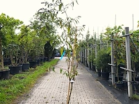 5x vlinderstruik buddleja d. 'border beauty', sierheester, roze/paarse bloei, ca. 175 cm hoog - afbeelding 5 van  5