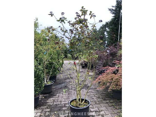 5x wollige sneeuwbal viburnum lantana, sierheester, rode herfstkleur - afbeelding 1 van  3