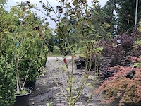 5x wollige sneeuwbal viburnum lantana, sierheester, rode herfstkleur - afbeelding 1 van  3