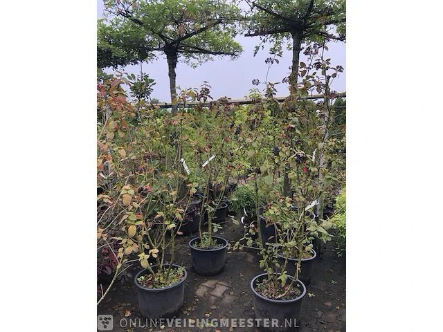 5x wollige sneeuwbal viburnum lantana, sierheester, rode herfstkleur - afbeelding 2 van  3