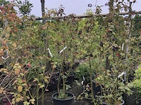 5x wollige sneeuwbal viburnum lantana, sierheester, rode herfstkleur - afbeelding 2 van  3