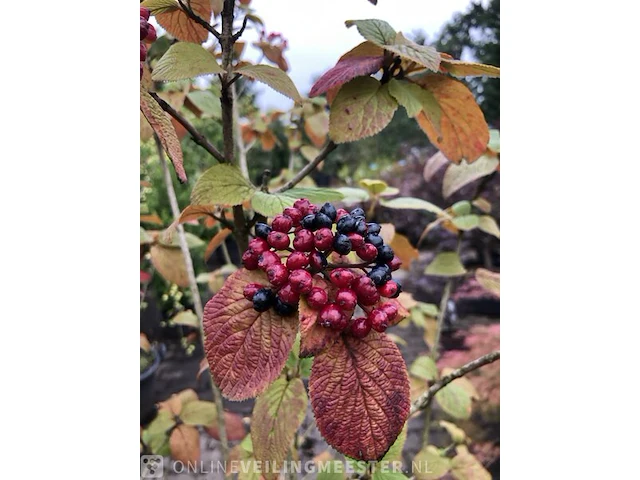 5x wollige sneeuwbal viburnum lantana, sierheester, rode herfstkleur - afbeelding 3 van  3