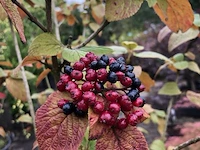 5x wollige sneeuwbal viburnum lantana, sierheester, rode herfstkleur - afbeelding 3 van  3