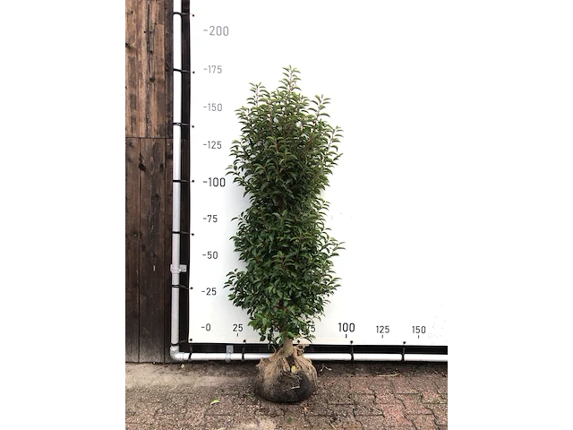 60x portugese laurier prunus 'angustifolia', haagplant, wintergroen, ca. 30 m1 haag - afbeelding 1 van  2