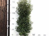 60x portugese laurier prunus 'angustifolia', haagplant, wintergroen, ca. 30 m1 haag - afbeelding 1 van  2