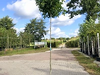 6x amberboom liquidambar 'gum ball', bolboom, herfstverkleuring, ca. 180 cm stamhoogte - afbeelding 1 van  2