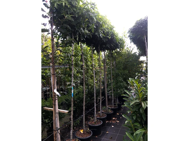 6x amberboom liquidambar 'gum ball', bolboom, herfstverkleuring, ca. 180 cm stamhoogte - afbeelding 2 van  2