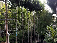 6x amberboom liquidambar 'gum ball', bolboom, herfstverkleuring, ca. 180 cm stamhoogte - afbeelding 2 van  2