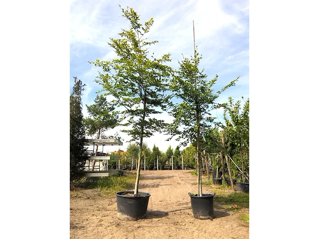 6x beuk fagus sylvatica, ca. 3-5 m hoog - afbeelding 1 van  3