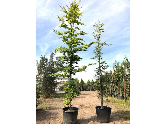6x beuk fagus sylvatica, ca. 3-5 m hoog - afbeelding 2 van  3