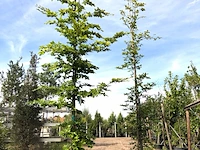 6x beuk fagus sylvatica, ca. 3-5 m hoog - afbeelding 2 van  3