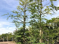 6x beuk fagus sylvatica, ca. 3-5 m hoog - afbeelding 3 van  3