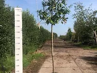 6x leilaurier prunus 'novita', leiboom, , 3 m hoog - afbeelding 1 van  6