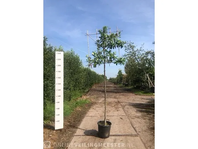 6x leilaurier prunus 'novita', leiboom, , 3 m hoog - afbeelding 2 van  6