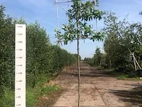 6x leilaurier prunus 'novita', leiboom, , 3 m hoog - afbeelding 2 van  6