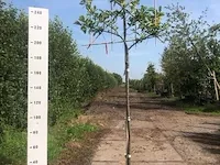 6x leilaurier prunus 'novita', leiboom, , 3 m hoog - afbeelding 3 van  6