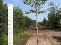 6x leilaurier prunus 'novita', leiboom, , 3 m hoog - afbeelding 4 van  6