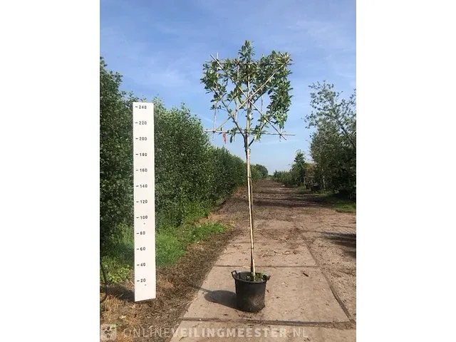 6x leilaurier prunus 'novita', leiboom, , 3 m hoog - afbeelding 5 van  6