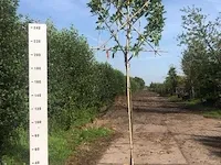 6x leilaurier prunus 'novita', leiboom, , 3 m hoog - afbeelding 5 van  6
