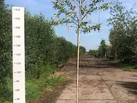 6x leilaurier prunus 'novita', leiboom, , 3 m hoog - afbeelding 6 van  6