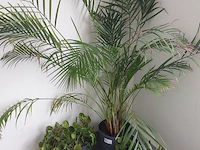 6x plant in pot - afbeelding 1 van  4
