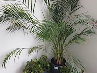 6x plant in pot - afbeelding 2 van  4